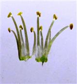  Stamens